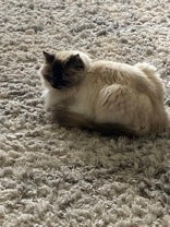 Bella