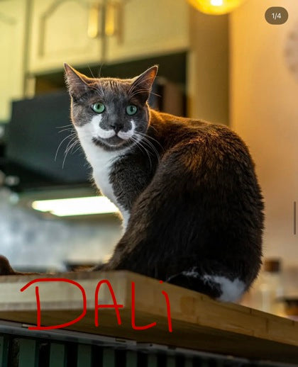 Dali