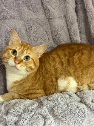 Garfield