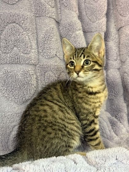 Pepper