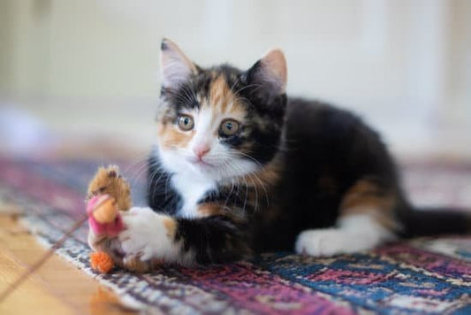 Kitten adoption