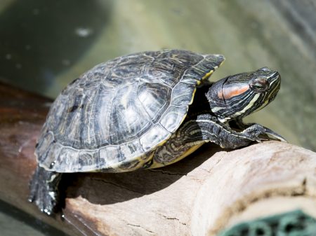 Turtle adoption